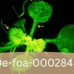 De-foa-0002849