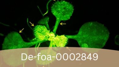 De-foa-0002849