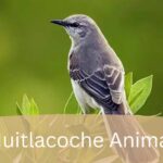 Huitlacoche Animal