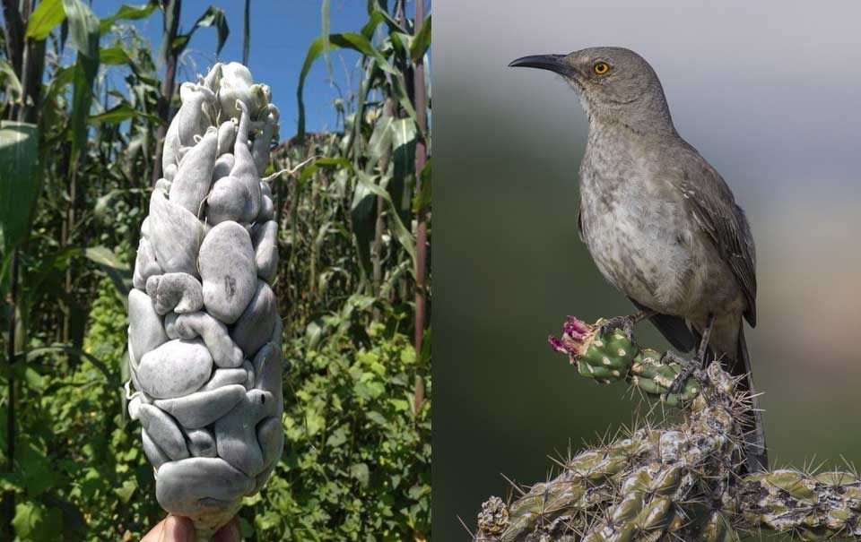 Huitlacoche Animal What Is An Interesting Fact About Huitlacoche 