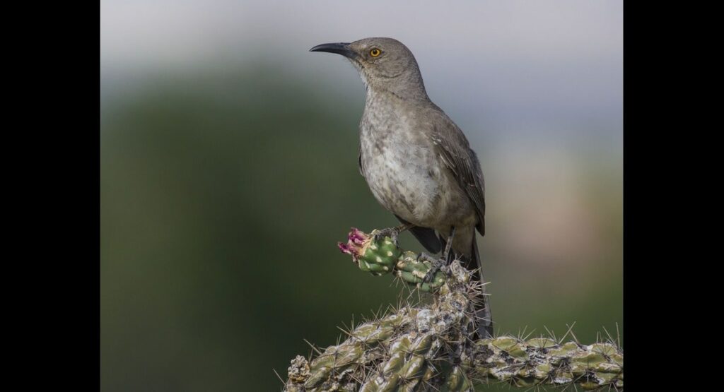 What Is Huitlacoche Animal 