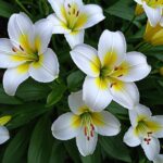 Lillienu