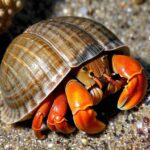 hermit crab labeled