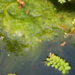 How do I Get Algae Off the Bottom of My Pool Without a Vacuum?