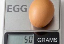 How Many Grams Is One Egg