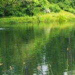 Effective Koi Pond Maintenance in the Chicagoland Area: Ensuring a Healthy Aquatic Environment