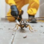 Why are ants commonly found around window frames and door edges?