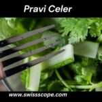 Pravi Celer
