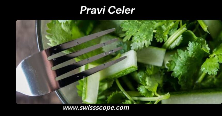 Pravi Celer