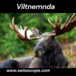 Viltnemnda
